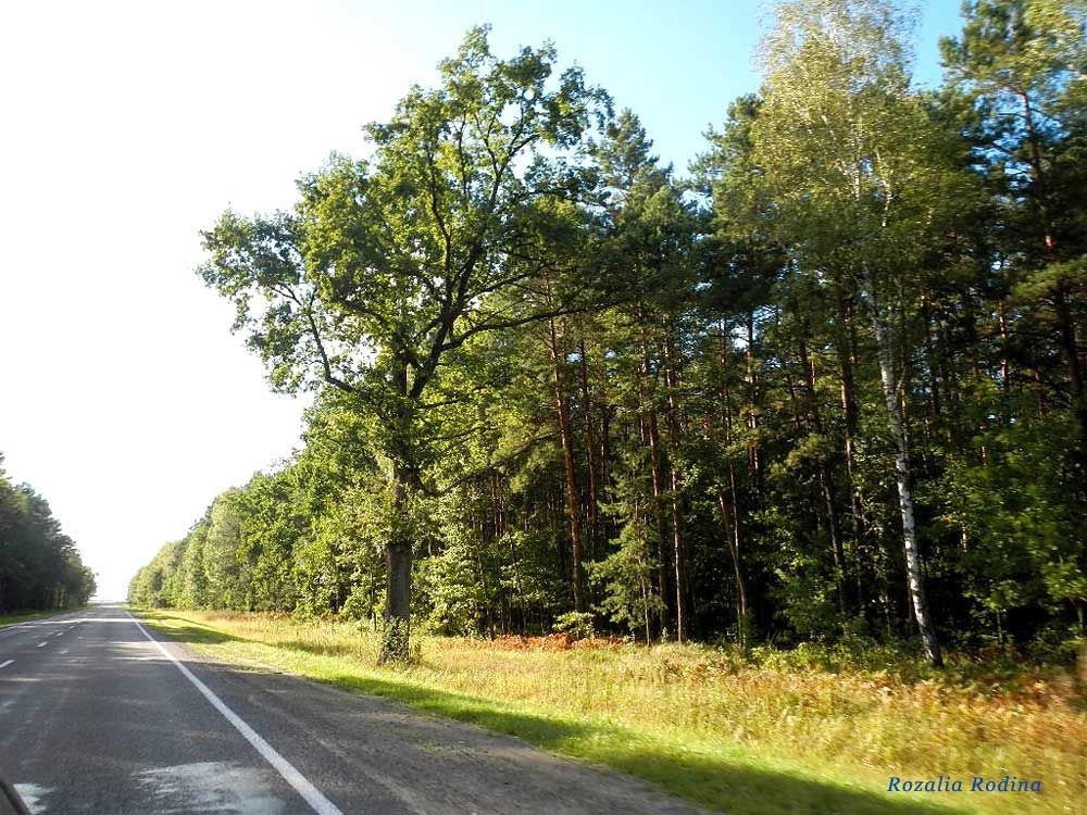 Речицкий район