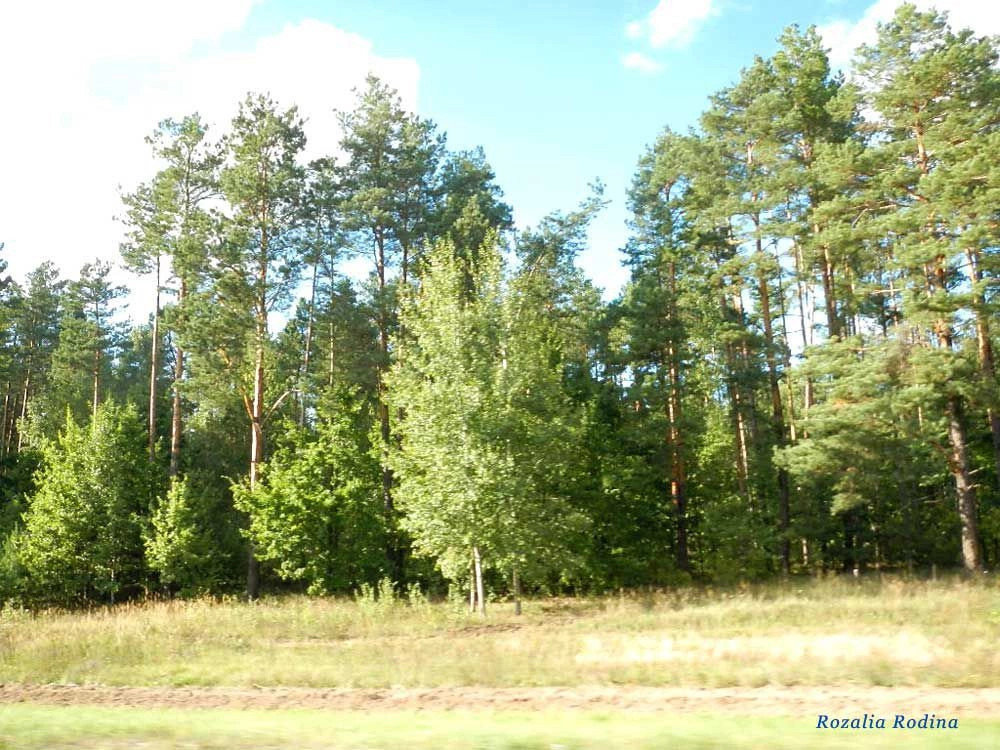 Лески (Речицкий р-н)