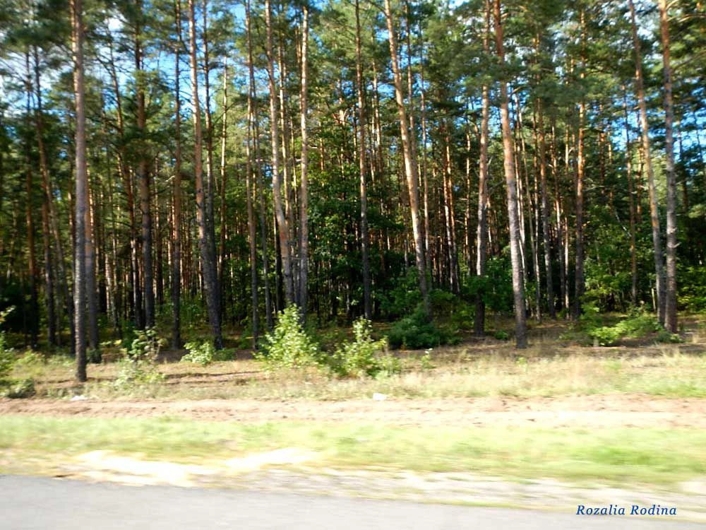 Полесье (Речицкий р-н)
