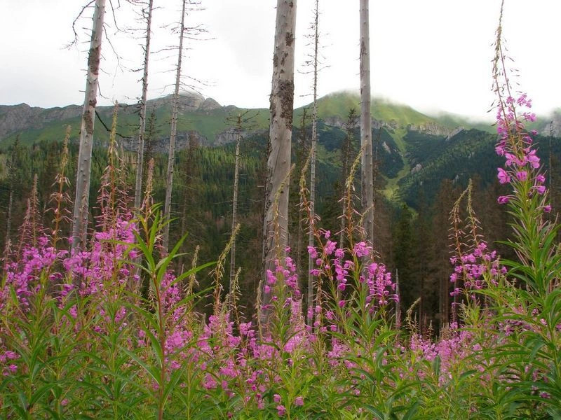 Татранска Яворина