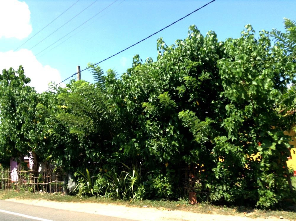 Мидигама
