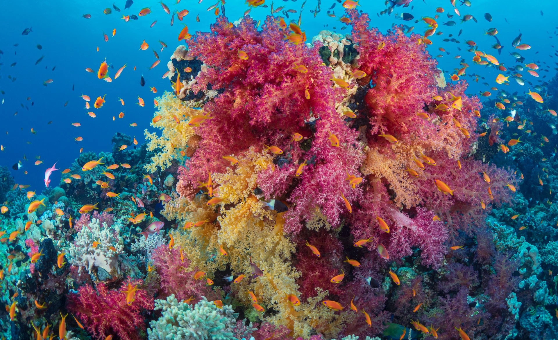 Красное Море регион
