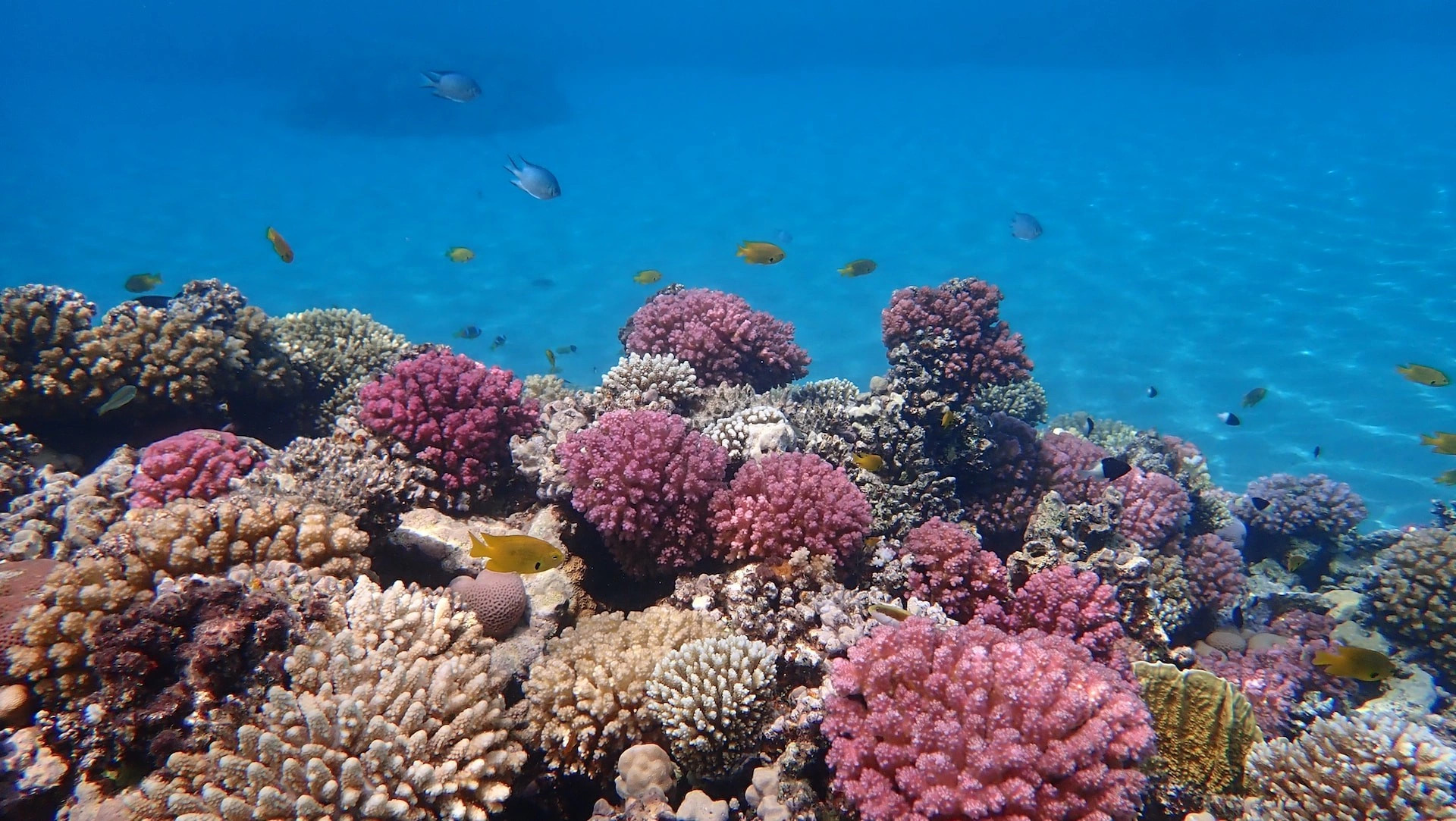 Красное Море регион