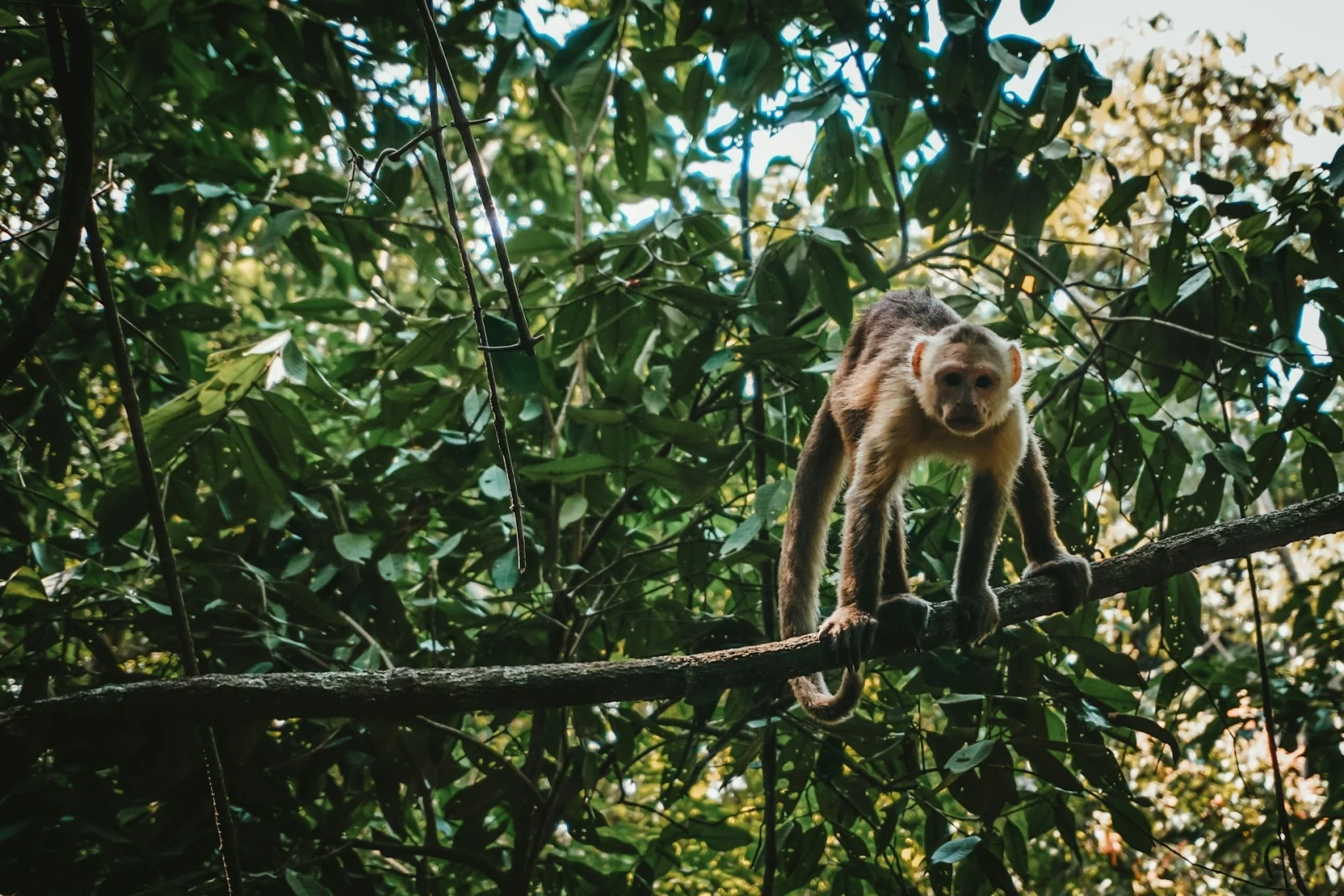 Amazonas