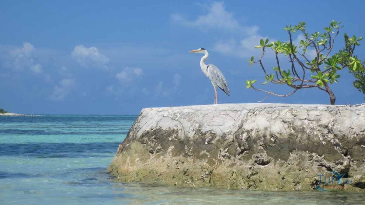 Птицы мальдив фото Птицы мальдив фото