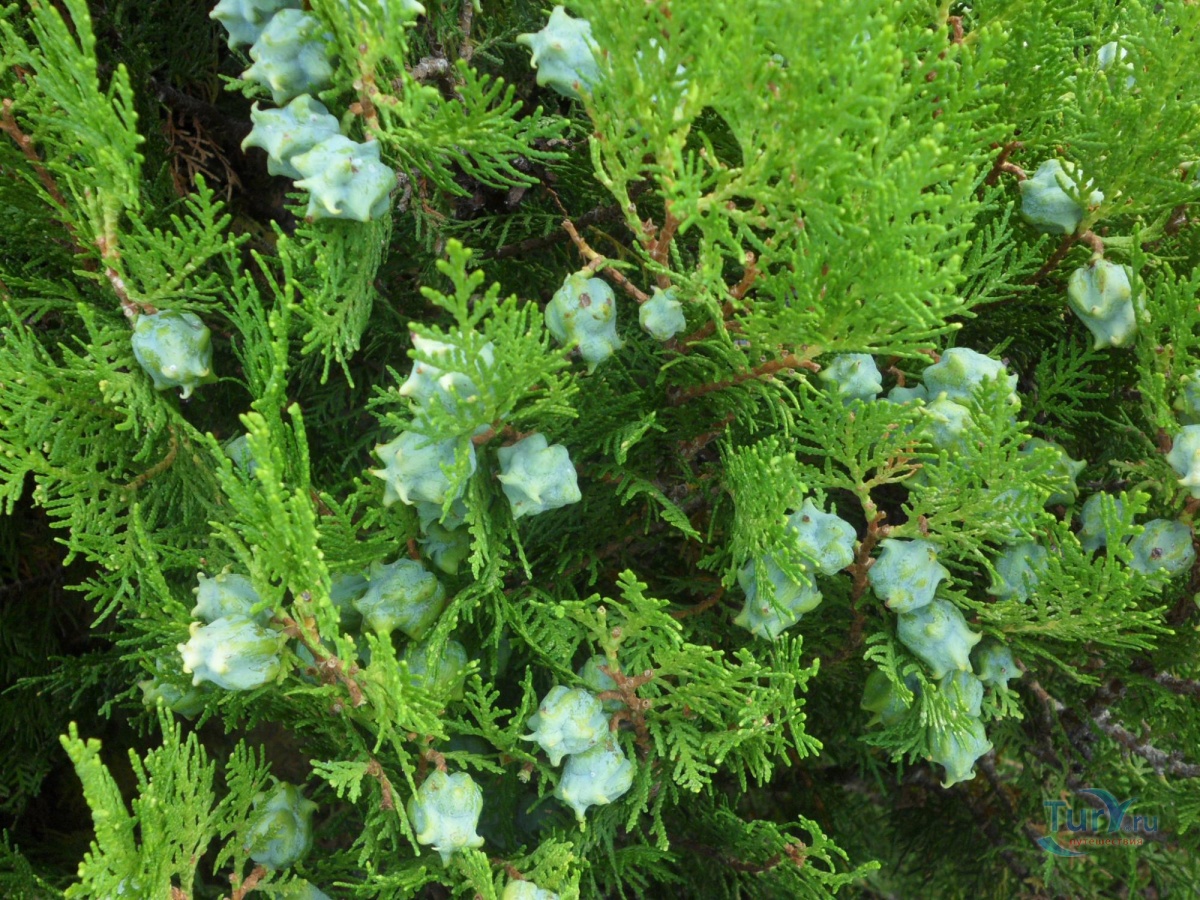 Плоды туи фото Плоды туи фото