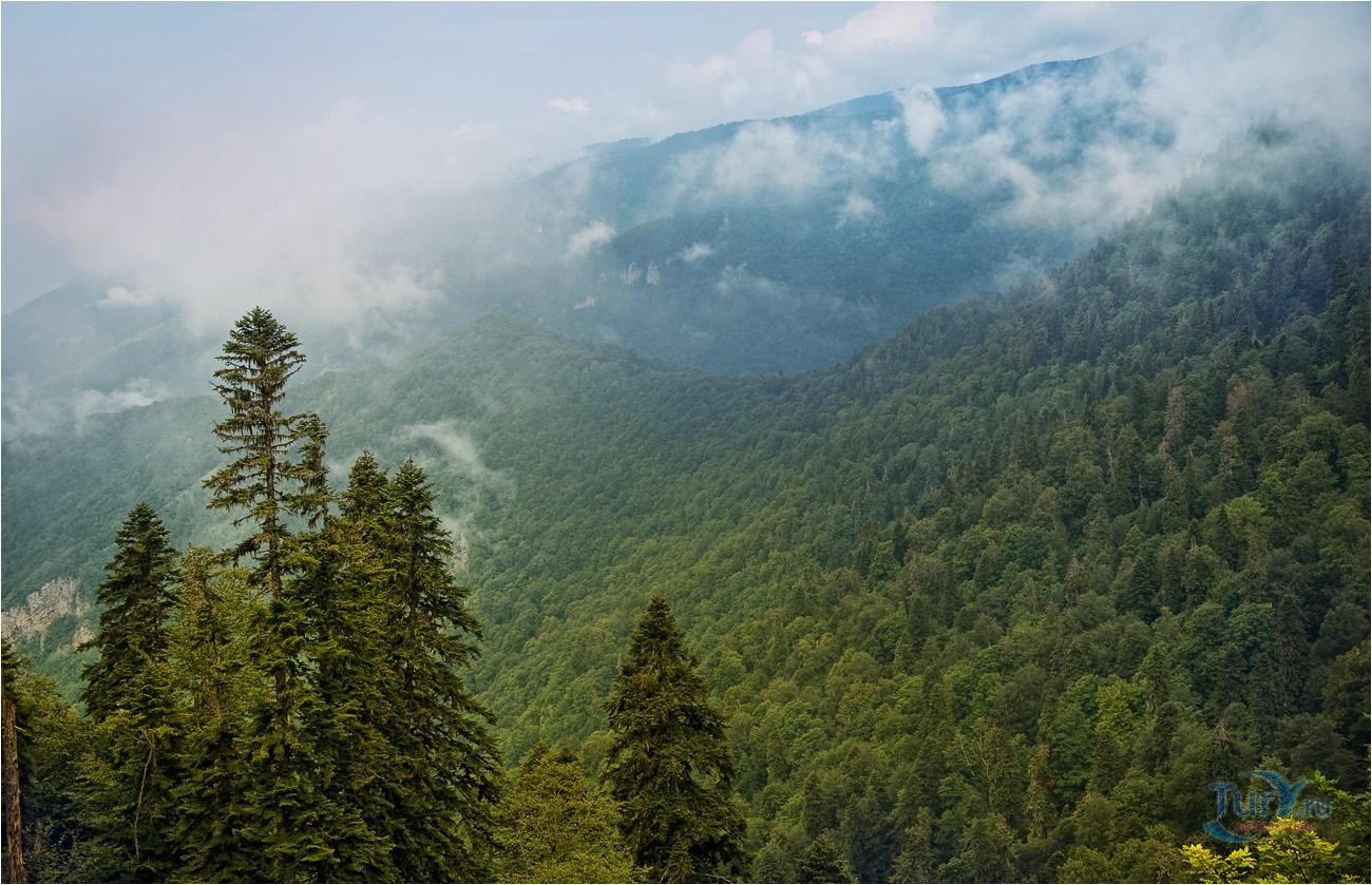 Леса абхазии фото Леса абхазии фото