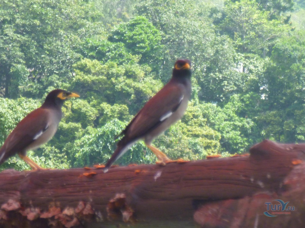 Птицы пхукета фото Птицы пхукета фото