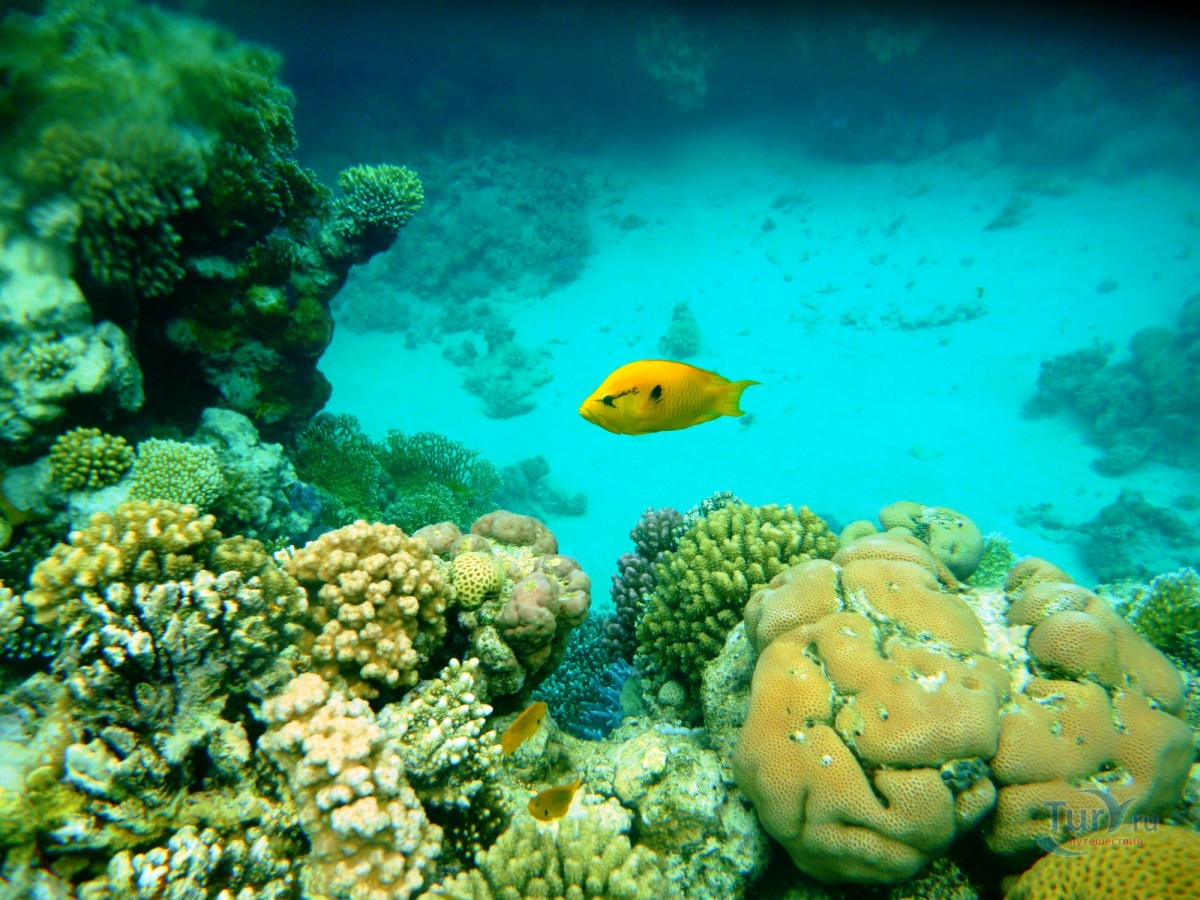 Морской лимон фото Морской лимон фото