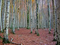  Majada de Sigueruelo