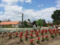  Familia Vendeghaz Csajag