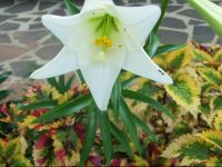  Hotel El Pueblito de Don Luis