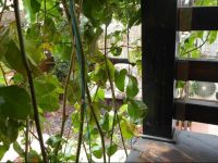  Passion Fruit Apartment