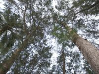  Laem Kum Beach Resort & Seafood