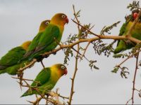  Burudika Manyara Lodge