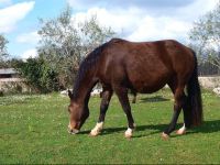  Krnica 7 Holiday Home