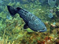  Bananaville Apartments