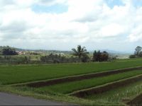  Teras Subak Jatiluwih