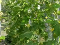  Country House Qoshigora