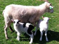  Hlidarbol Farm Guesthouse