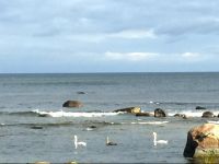  Vainupea Holiday Home