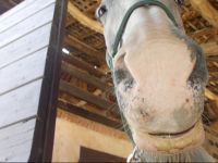  B&B Le Rivaldi la Maison vert