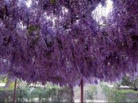  Agriturismo Boschetto di Montiano