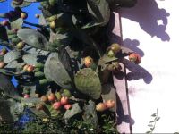  Le case tra gli ulivi