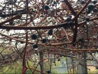  Shaolin Chanlin Hotel