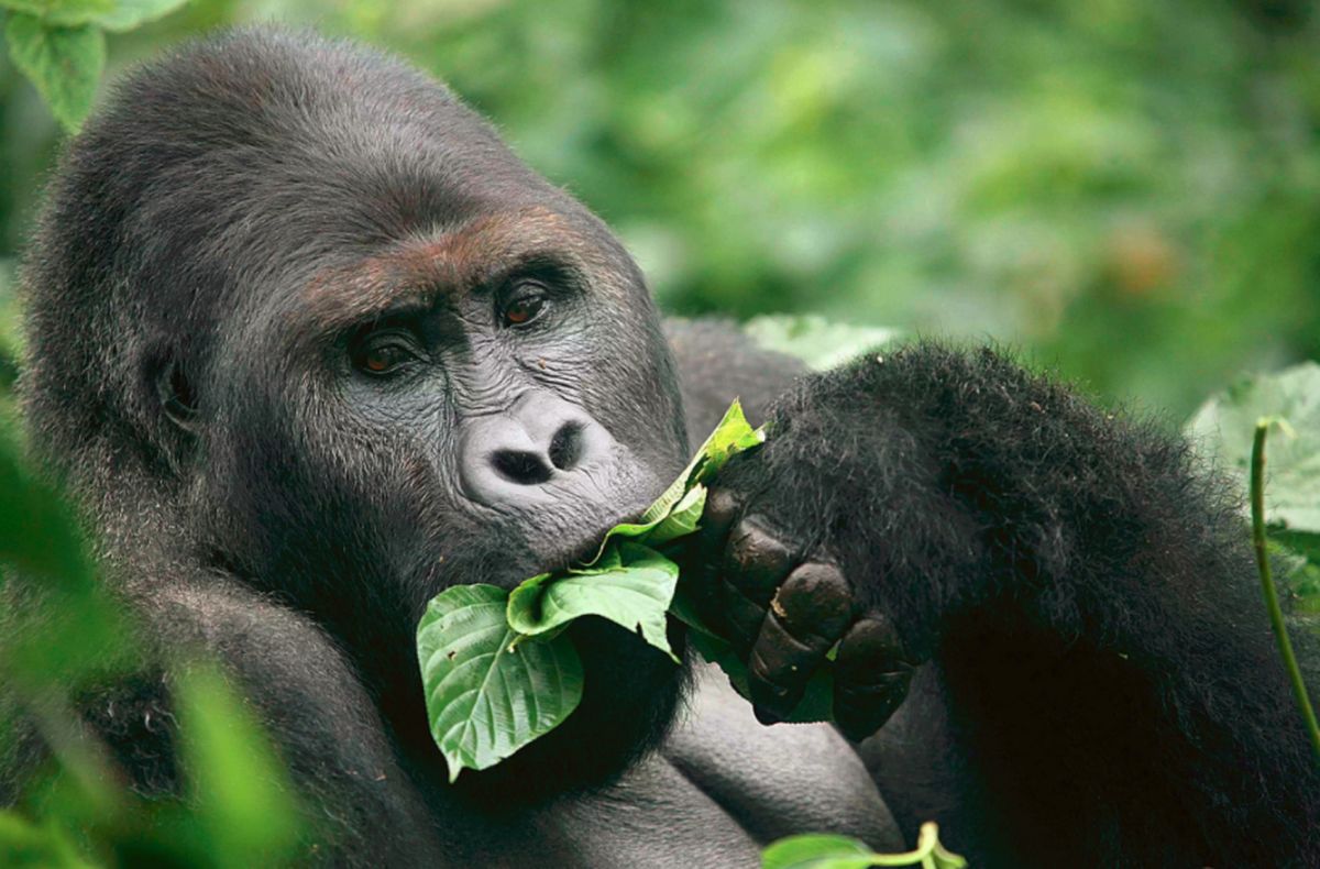 Национальный парк Кахузи Биега