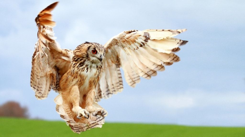 Орлиный заповедник Силькеборг, шоу хищников и ферма бизонов