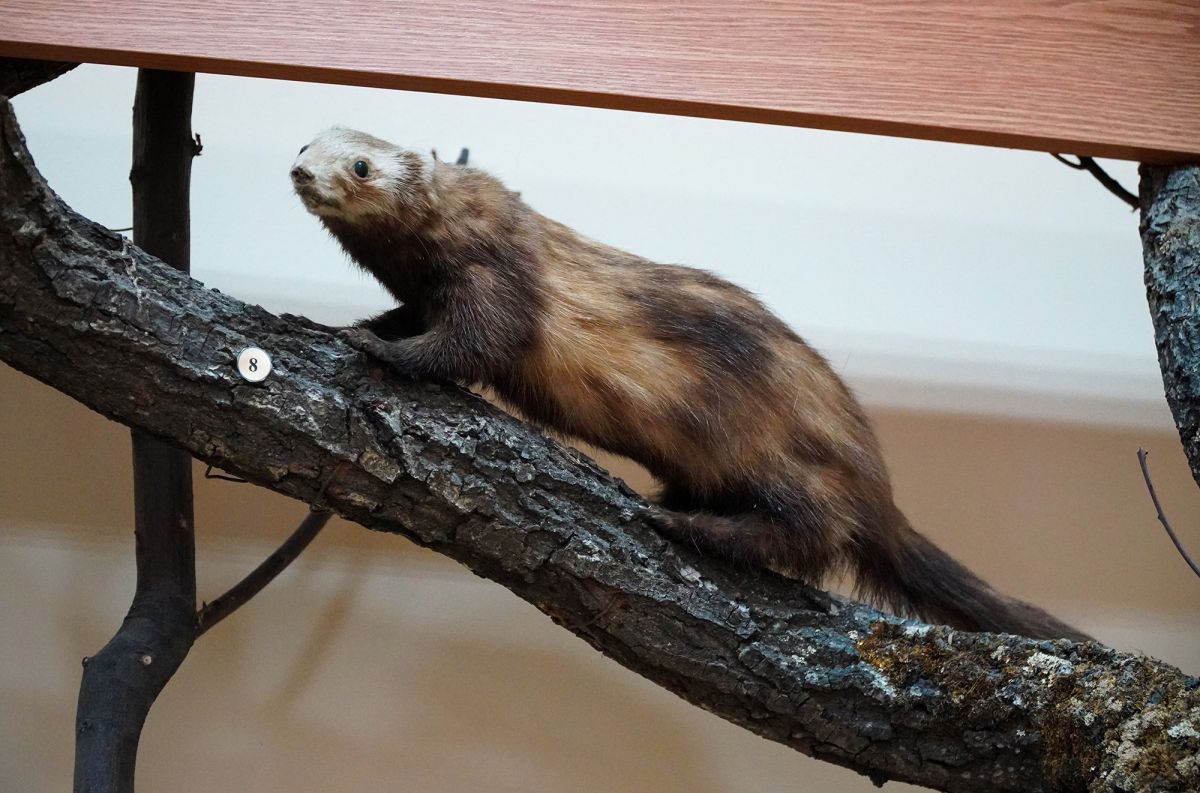 Житомирский музей природы