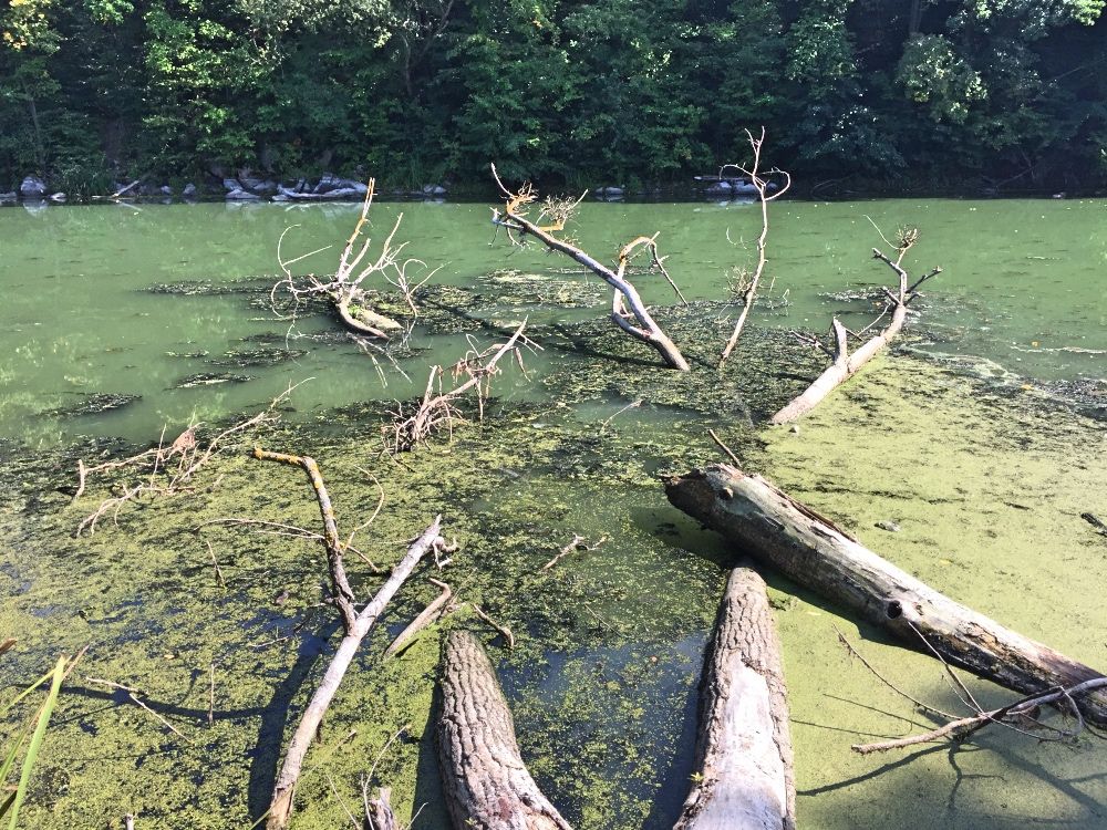 Река Тетерев