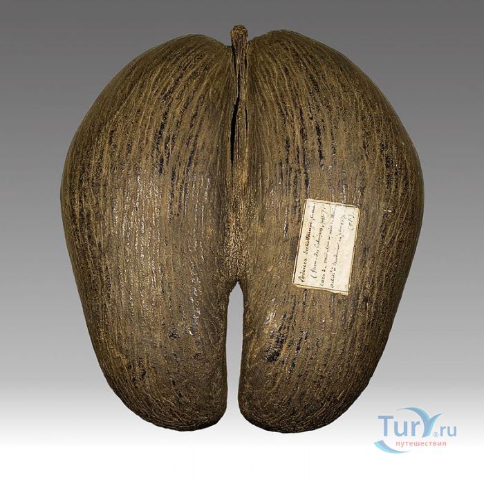  Коко де Мар