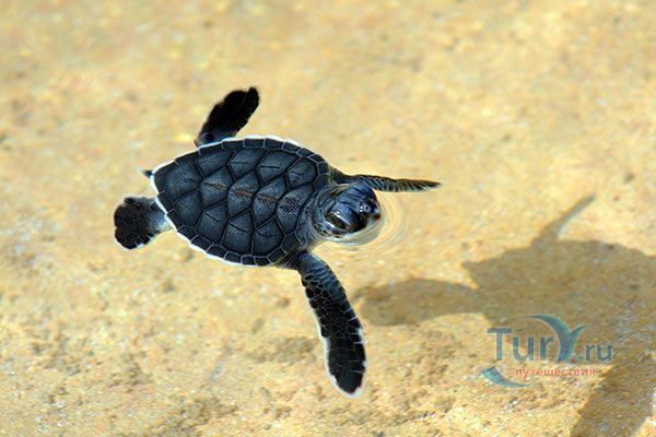 Пляж Боцмана (Кайманская ферма черепах)