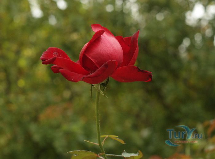 Пейзажный Парк Фонвьей и Розарий Принцессы Грейс