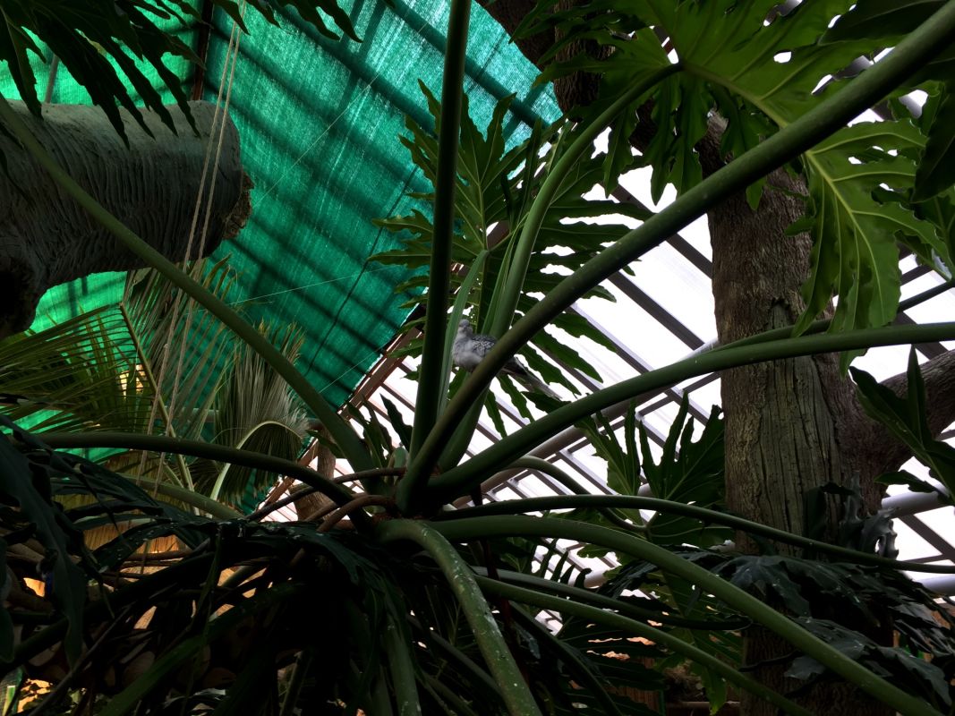 Выставка Эдемский сад