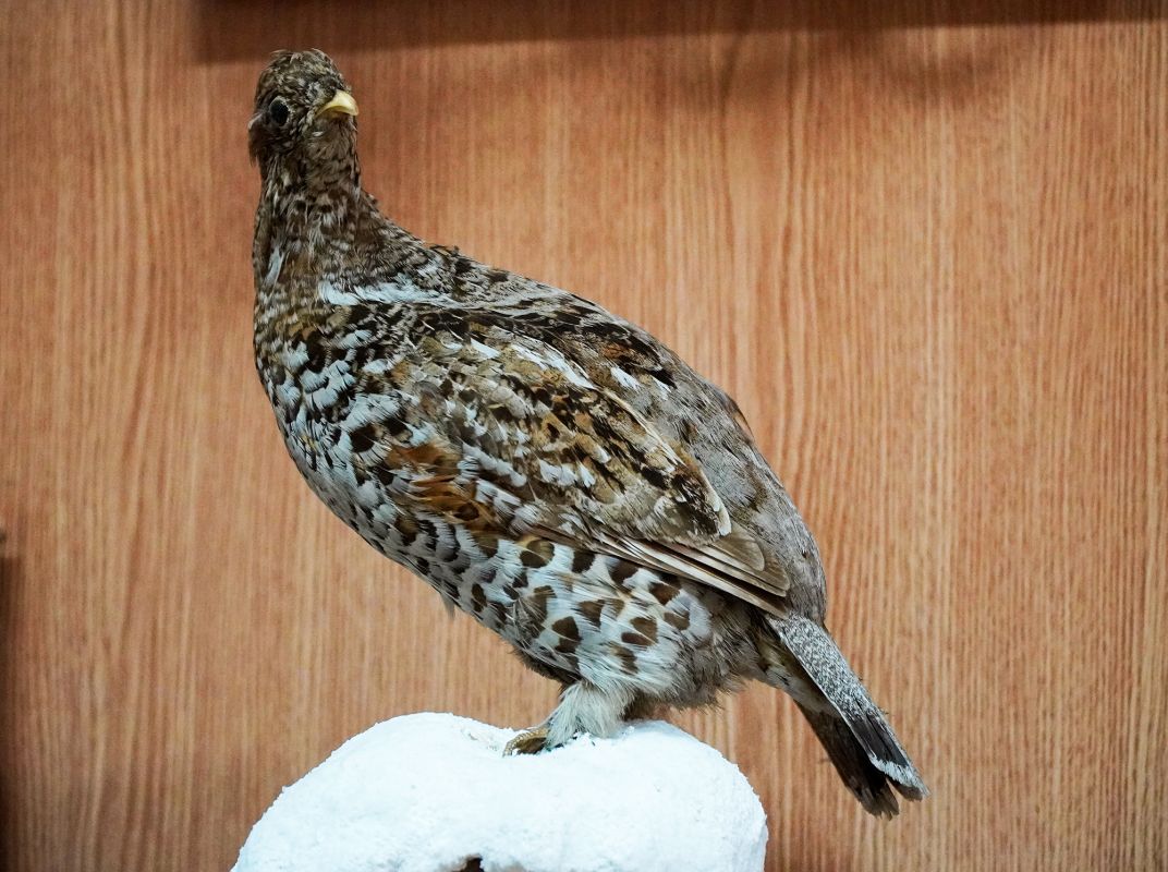 Житомирский музей природы