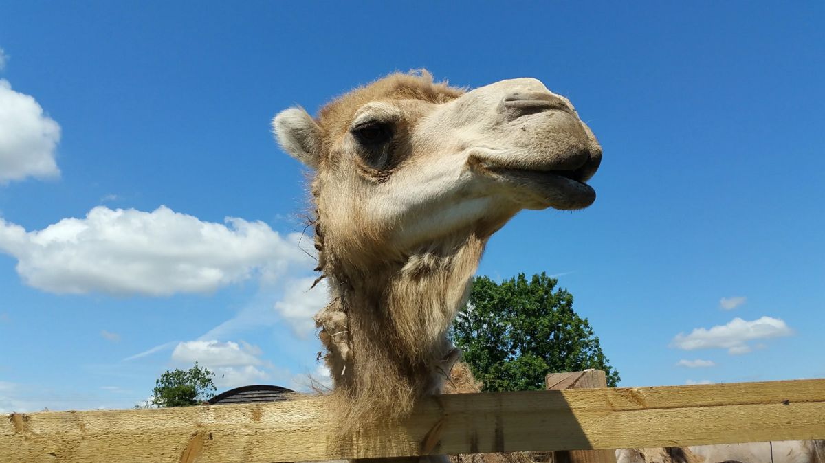Верблюжий Парк Оазис