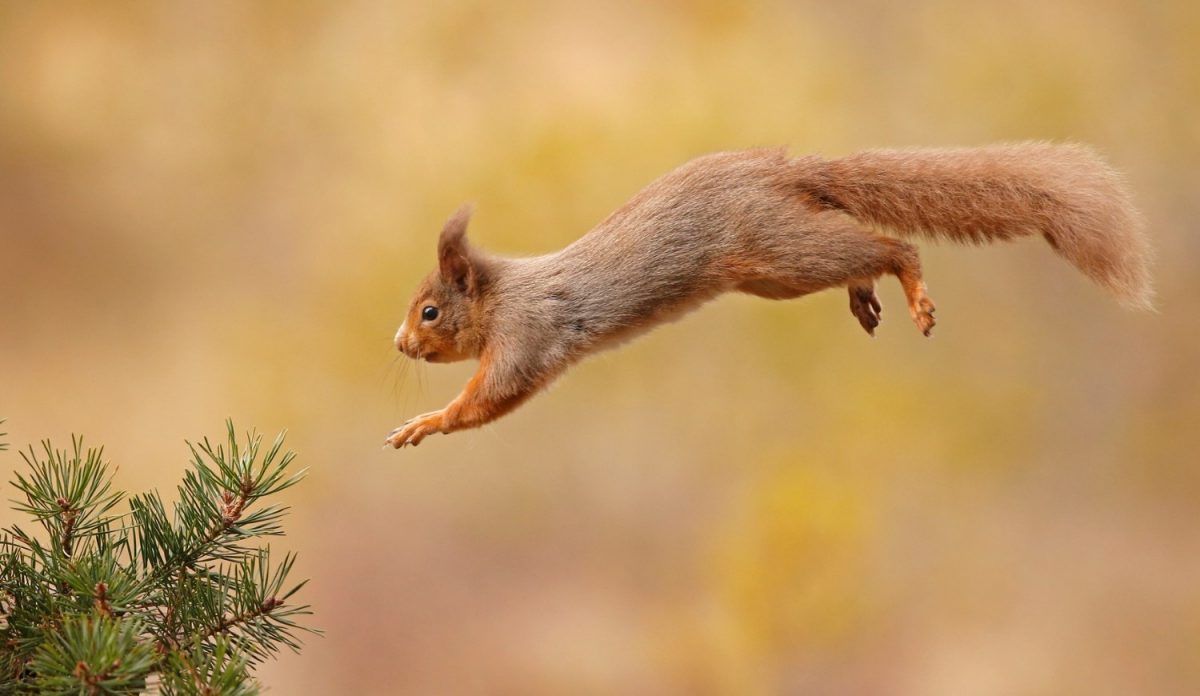 10 причин посетить Хайленд этой осенью фото