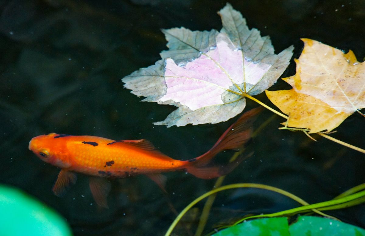 Вилла Сассетти