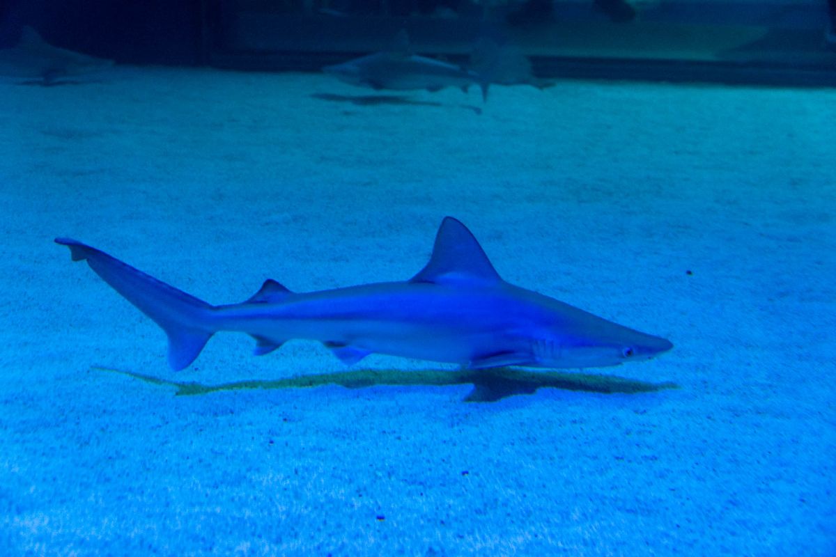 Океанографический парк Валенсии