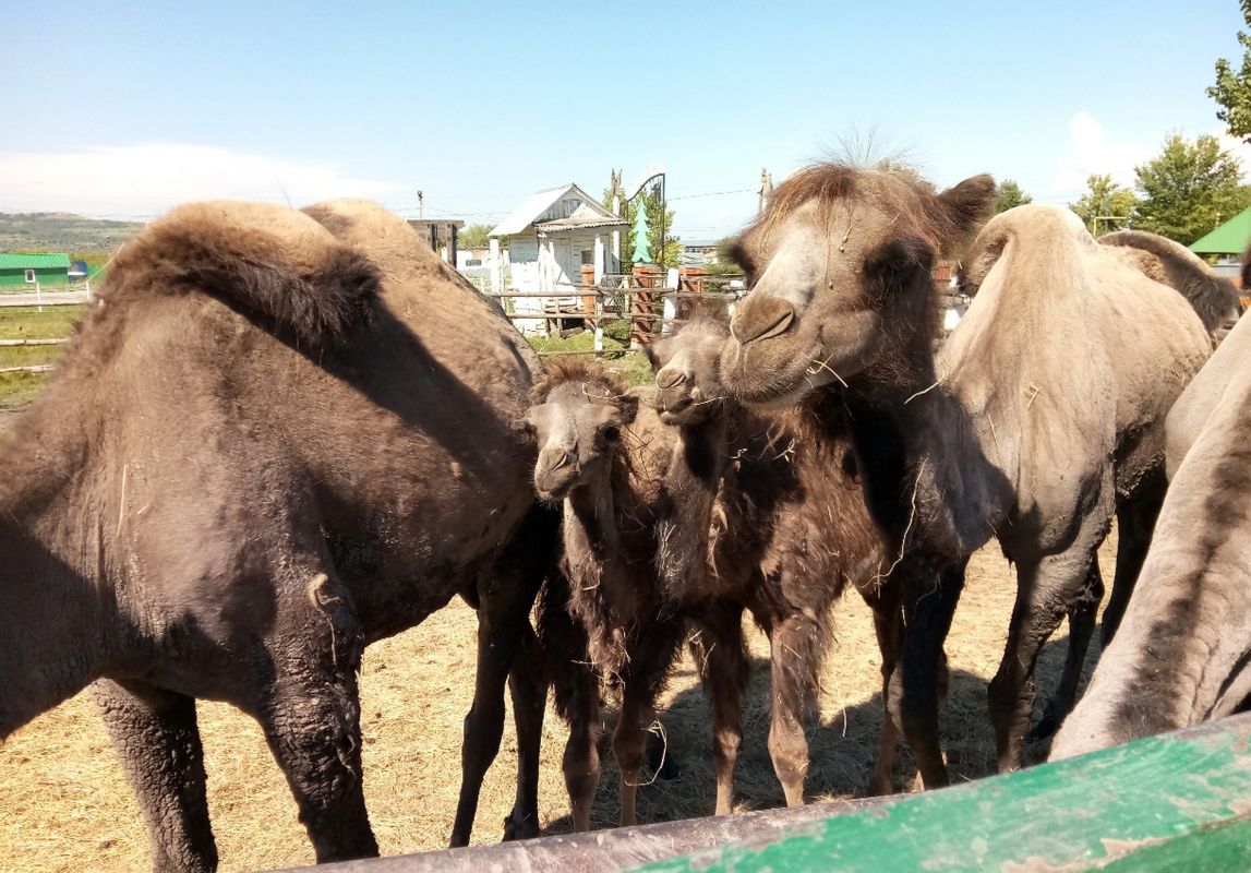 Вольерное хозяйство Теремок