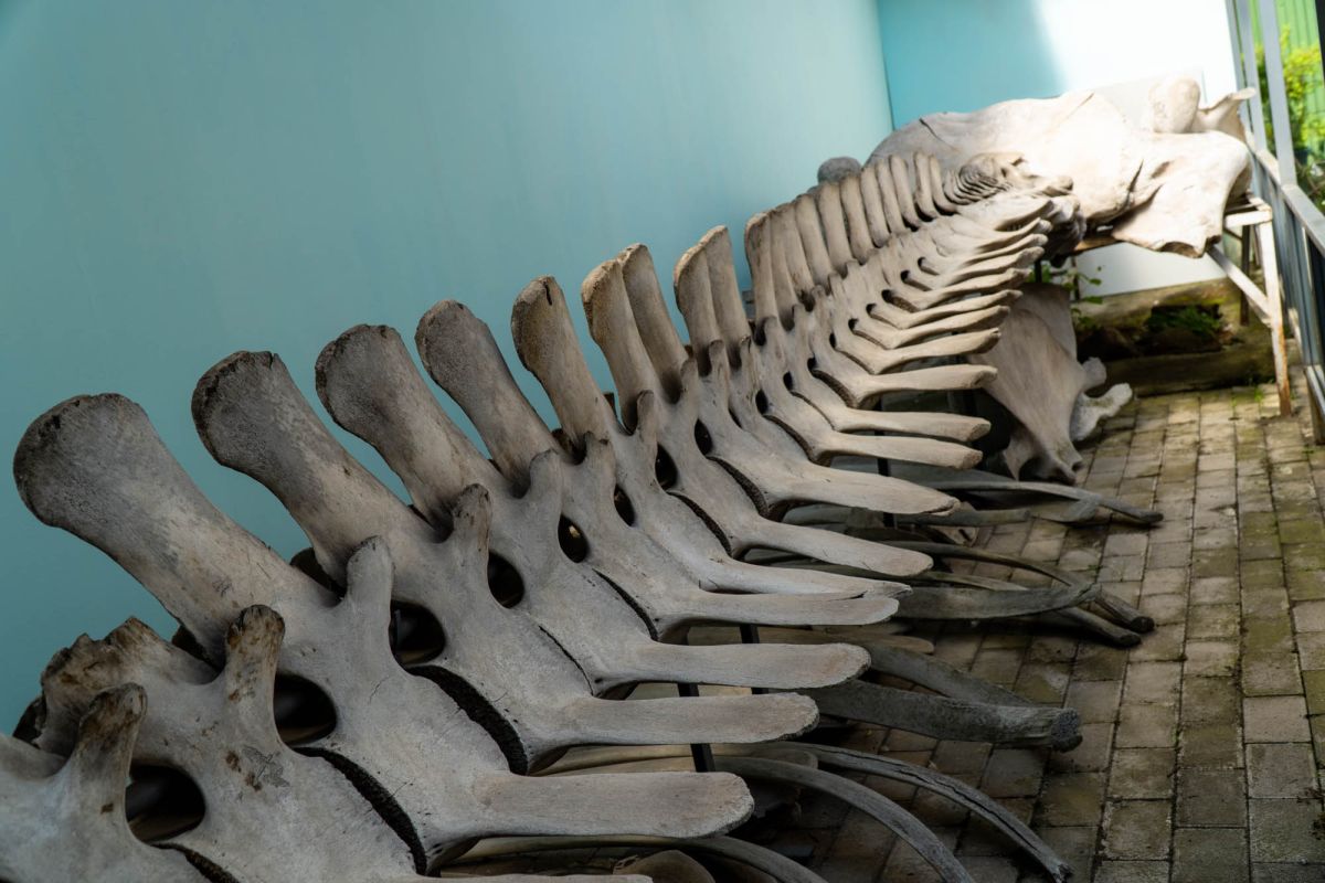 Государственный Музей Аджарии имени Харитона Ахвледиани