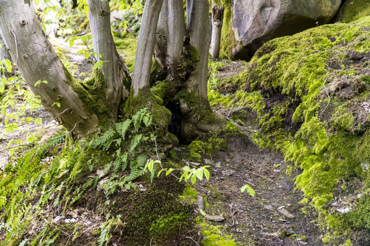 Пешеходный маршрут по южной стороне Тетерева
