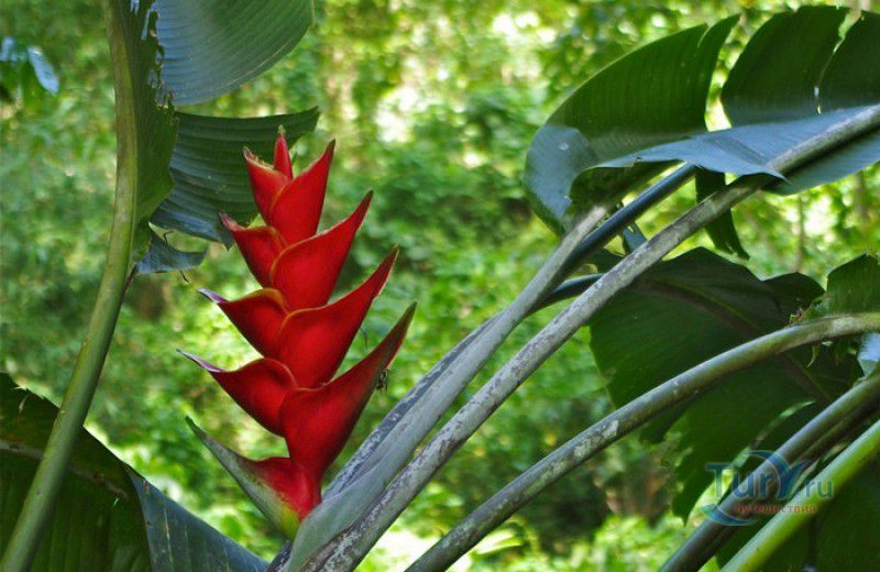 Плантация Абитасьон Серон