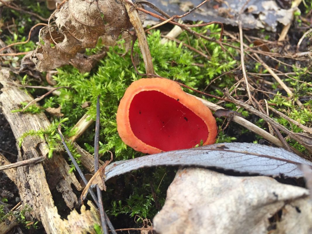 Тетеревский лес