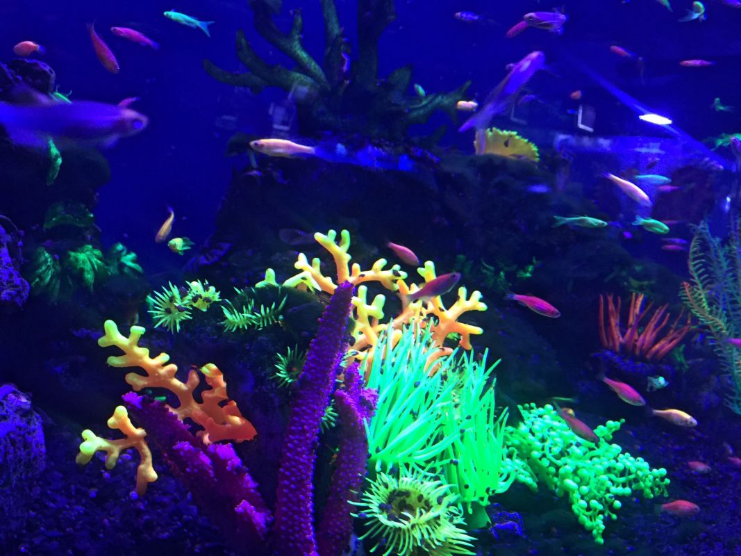 Океанариум Морская Сказка в Киеве