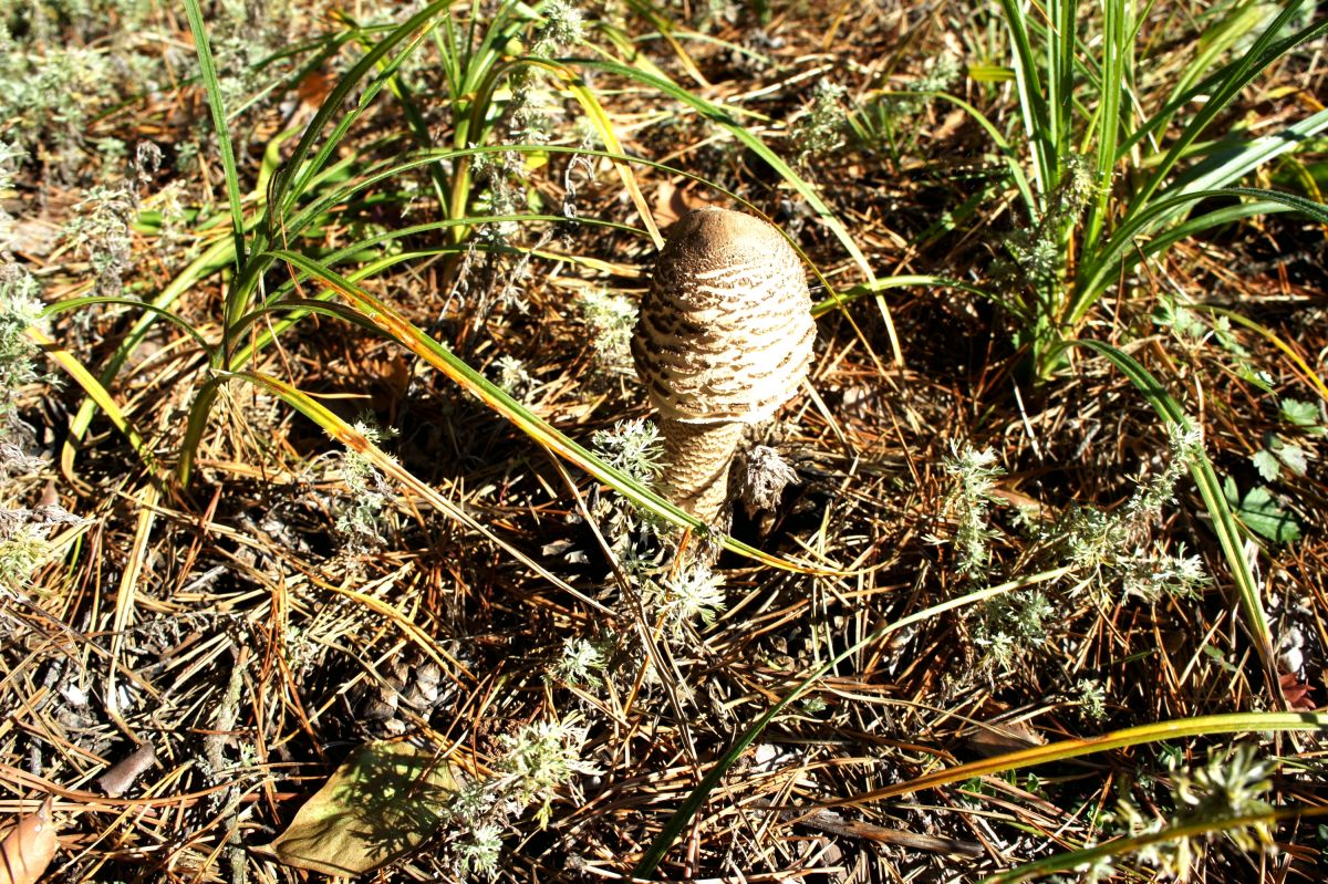 Тетеревский лес