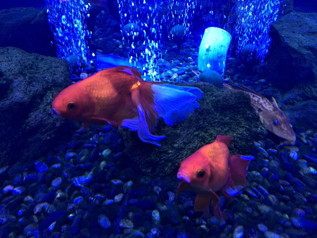 Океанариум Морская Сказка в Киеве